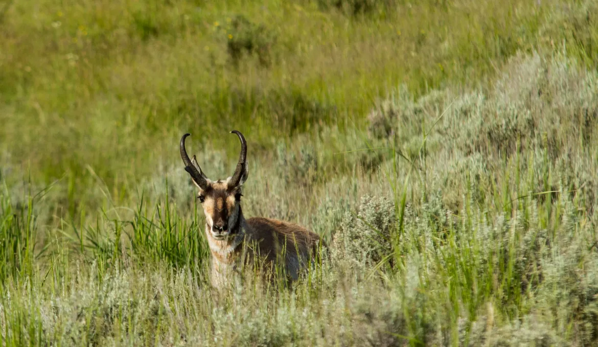 Antelope in the Sage Brush  Antelope in Yellowstone