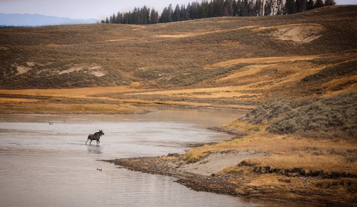 Antelope in Yellowstone 