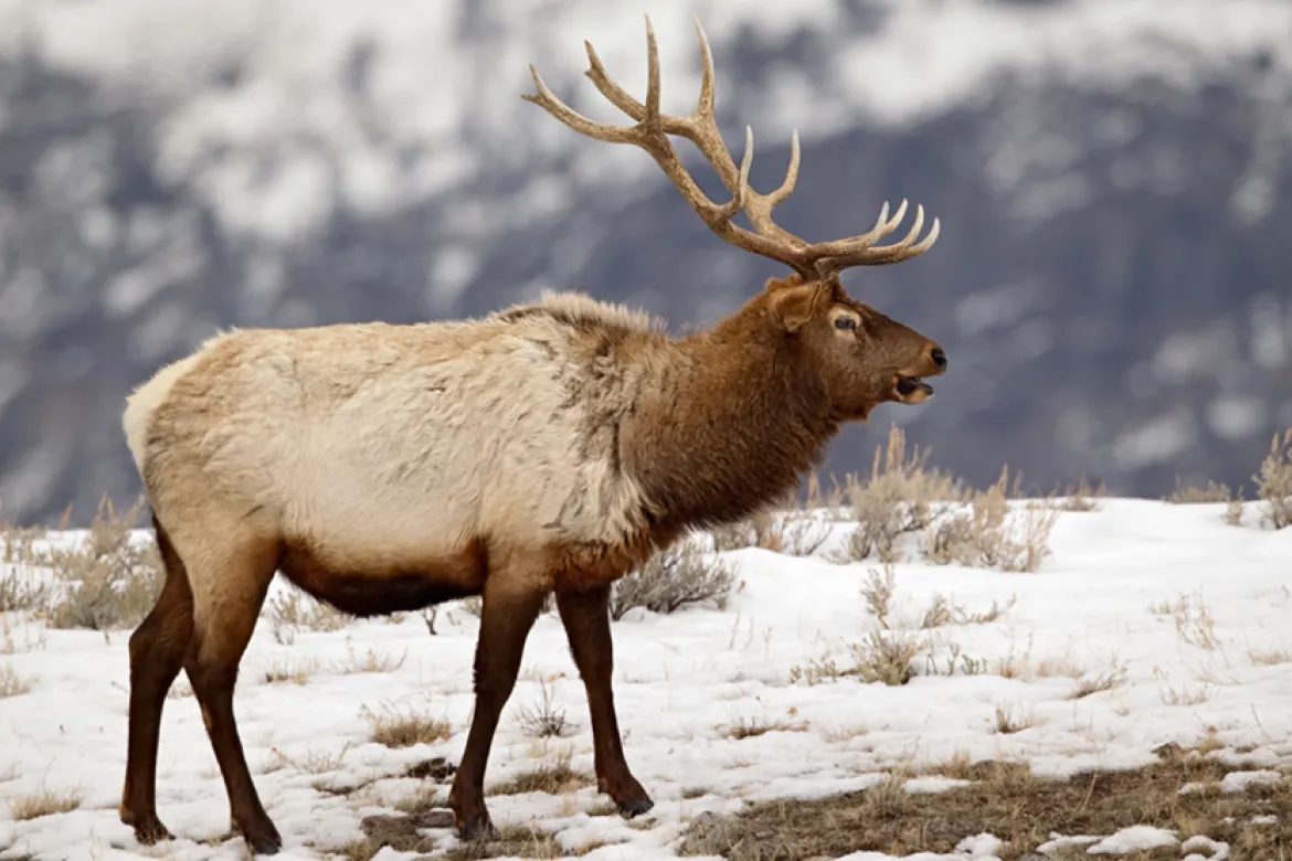 Bull Elk in Winter  Winter elk in Yellowstone