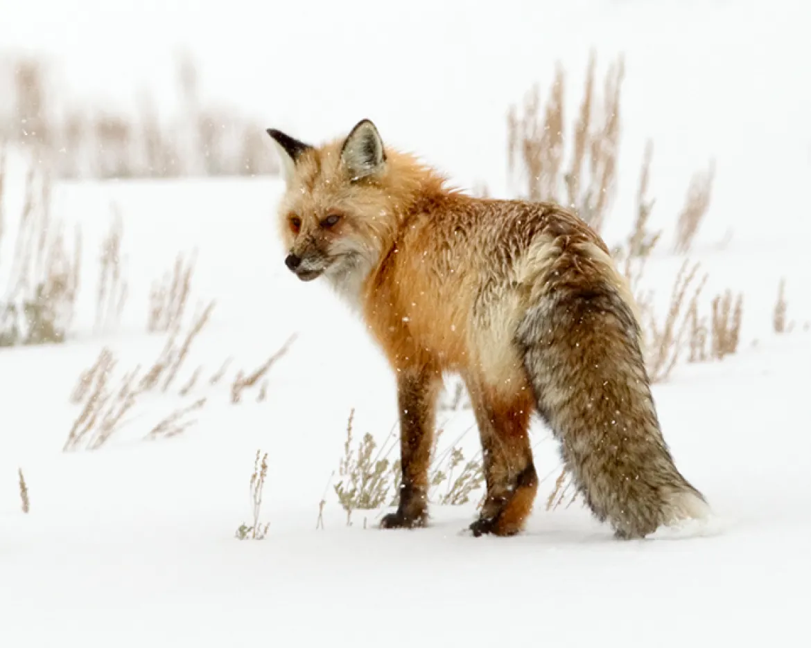 Red Fox in Yellowstone  Red Fox in Yellowstone