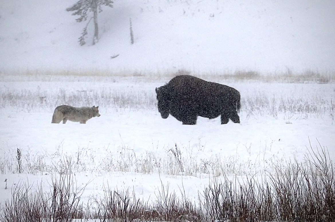 Yellowstone Wolf in Winter  Wolf in Yellowstone
