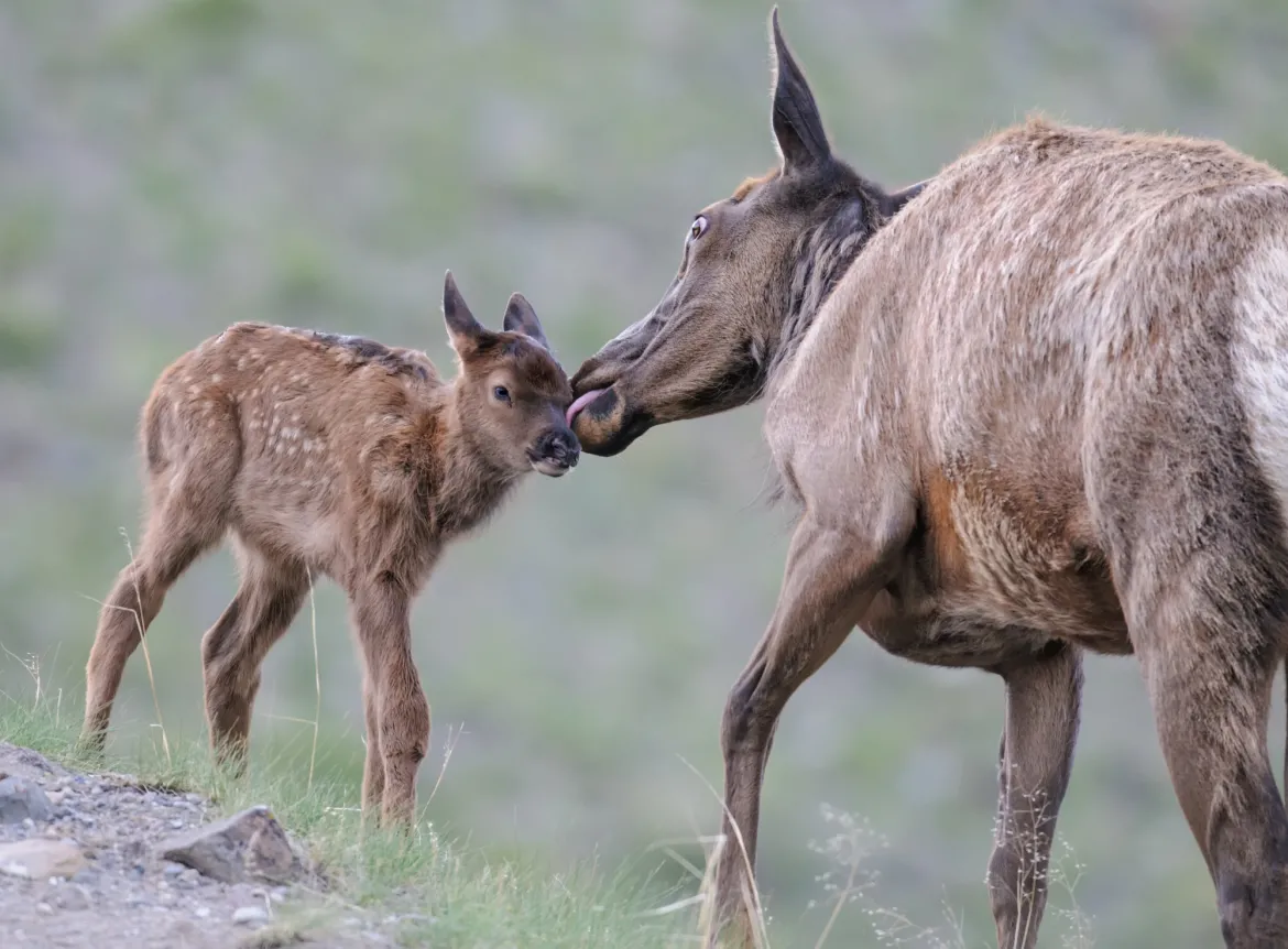 Cow and calf elk in Yellowstone Elk cow and calf in Yellowstone