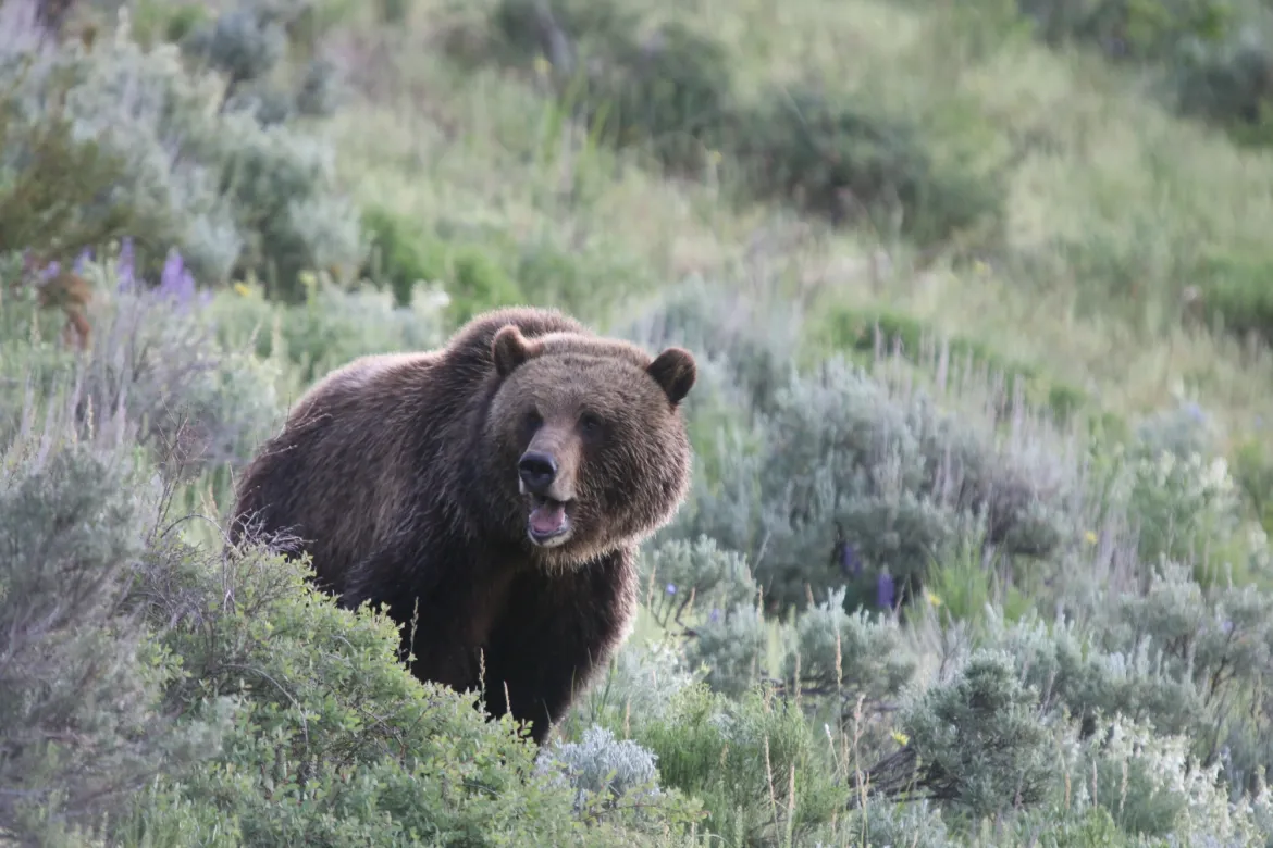 Grizzly bear in Lamar Valley  Lamar Valley Bears