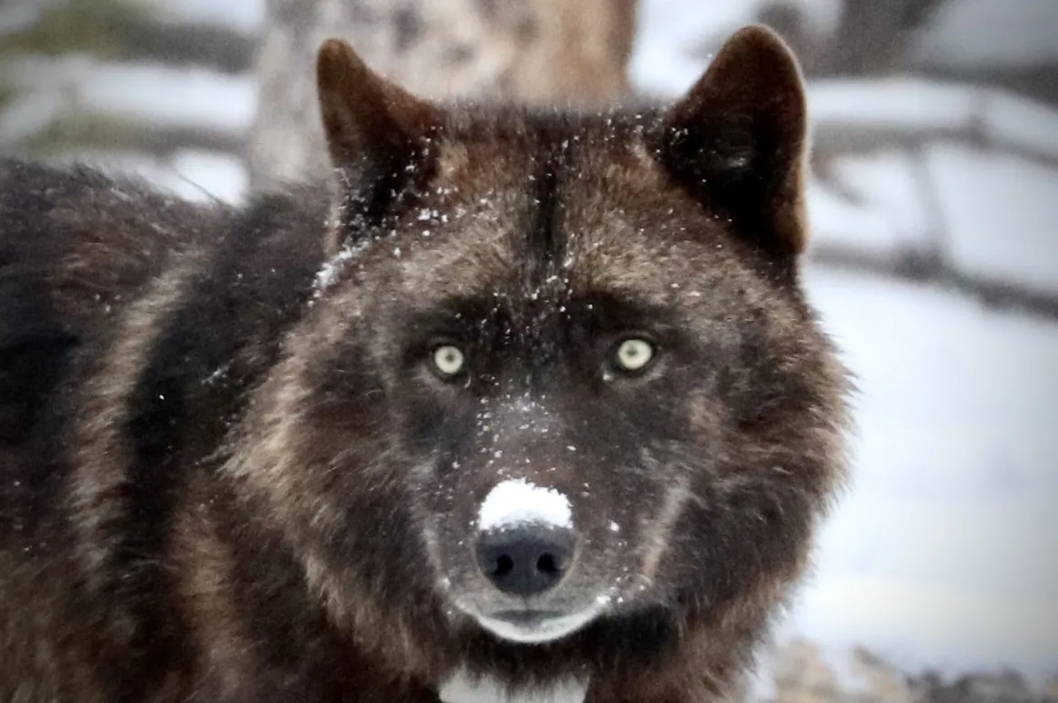 Black Wolf in Yellowstone  Black Wolf in Yellowstone