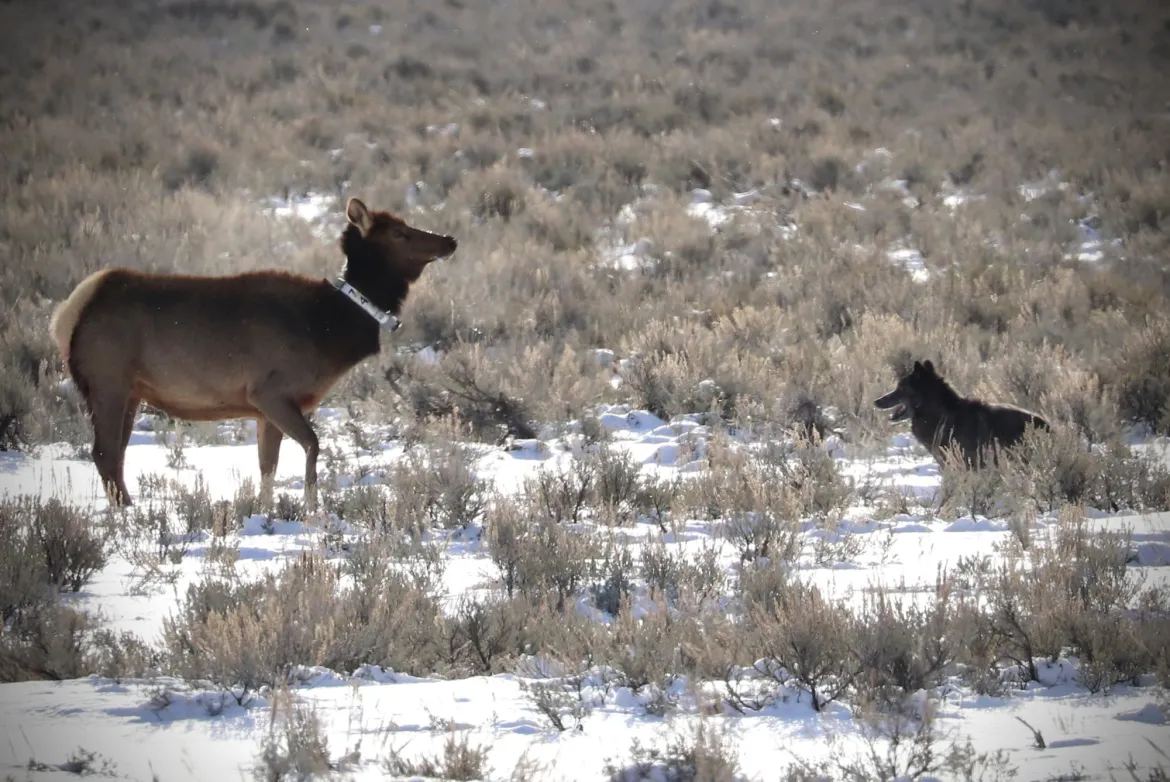 Wolf hunting elk in Yellowstone National Park
