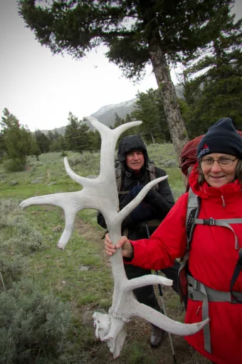 Nice non-typical elk antler - YNP Yellowstone, hiking, backpacking, antlers, discovery, #yellowstone