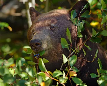 Black bear in shrubs - Yellowstone National Park Black bear in Yellowstone National Park