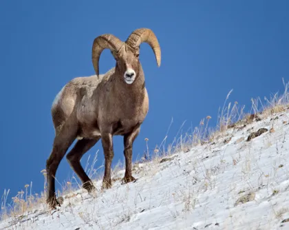 Bighorn Sheep in Yellowstone Bighorn Sheep - Yellowstone Winter WIldife