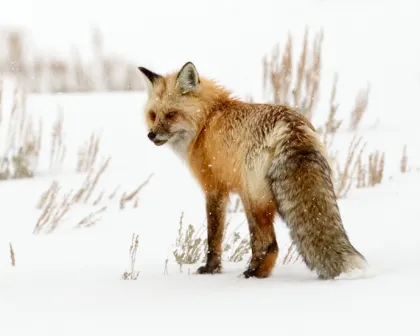 Red Fox in Yellowstone Fox in the Snow - Yellowstone National Park