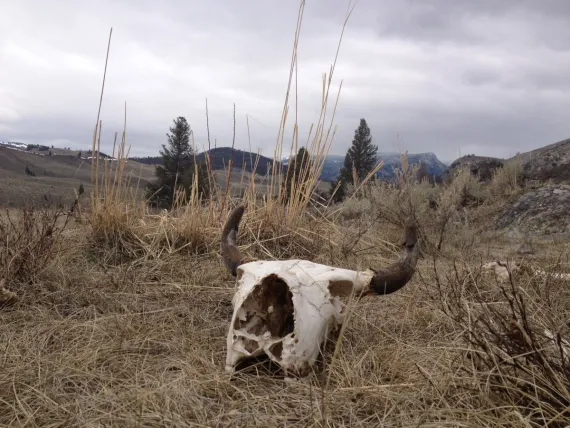 Bison skull in Yellowstone - Yellowstone Guidelines bison, bison skull, Yellowstone, Yellowstone wildife
