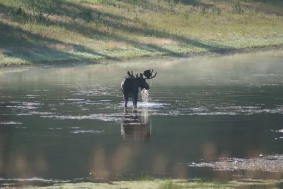 Lamar Valley Moose