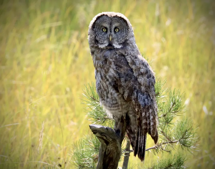 Great Grey Owl  Great Gray Owl in Yellowstone
