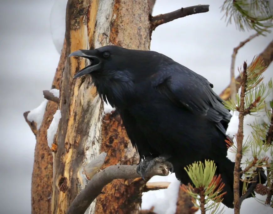 Raven  Raven in Snow