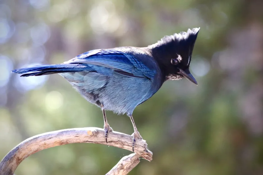 Stellar Jay in Yellowstone  Stellar Jay in Yellowstone