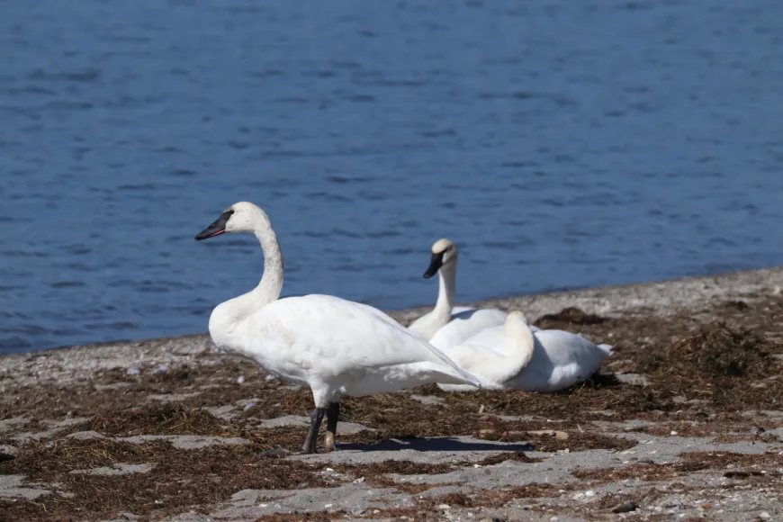Trumpeter Swans  Trumpeter Swans