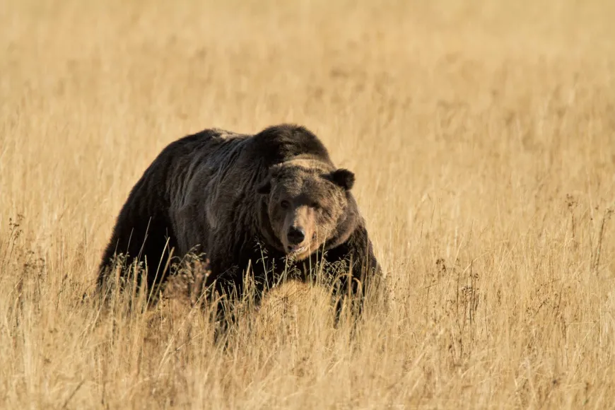 Scarface or Bear #211 in YNP Yellowstone, bears, wildlife, animals, grizzlies, bruins, Scarface