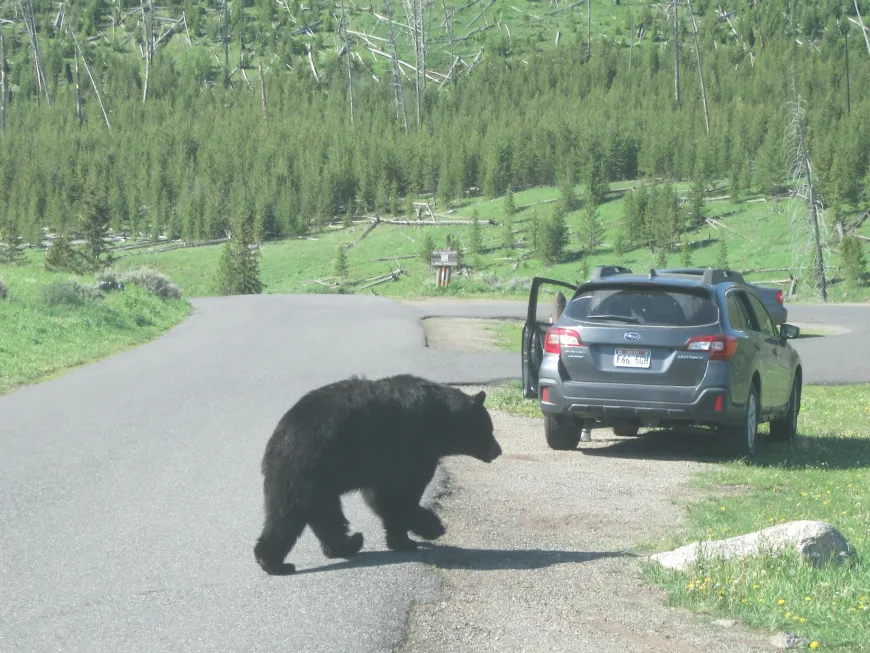 Black Bear in Yellowstone  Black Bear in Road Yellowstone National Park