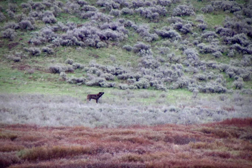 Black wolf in YNP wolf, Yellowstone, wildlife, guided tours