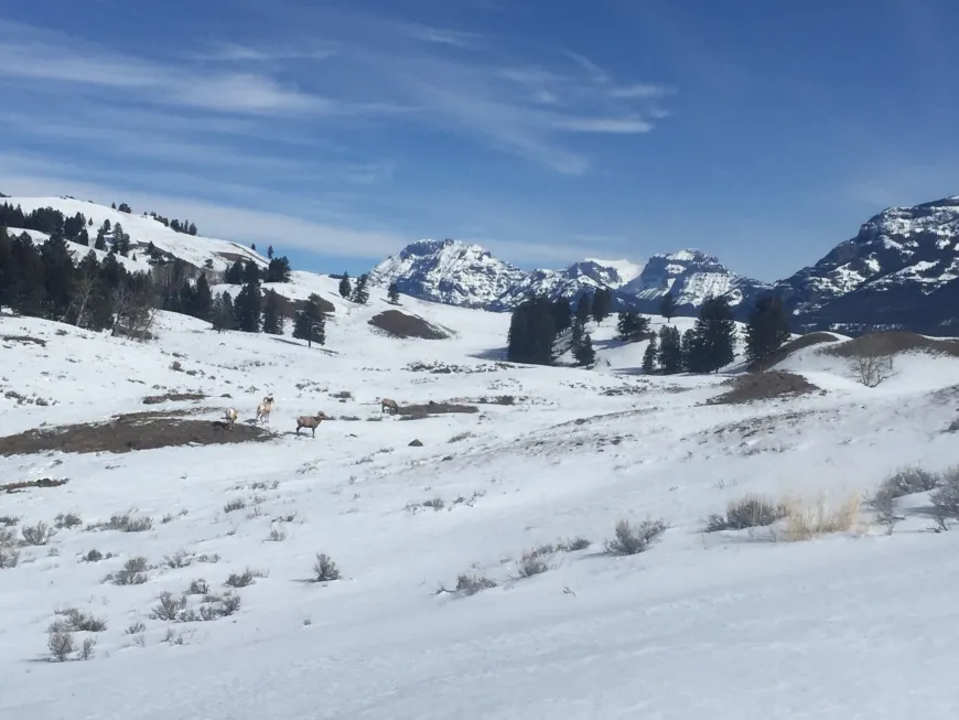 Sheep and Mountains - Yellowstone wildlife, Yellowstone, mountains