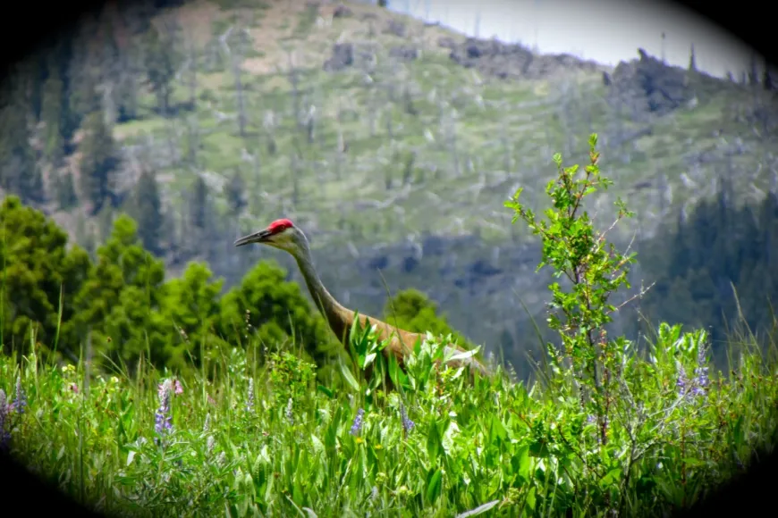 Sandhill Crane - Yellowstone National Park