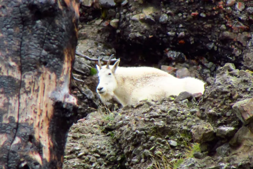 Mountain Goats in Yellowstone Mountain Goats on Bliss Pass - Yellowstone National Park