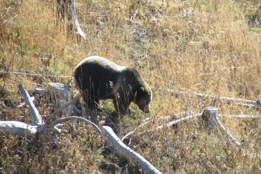 Sow Grizzly - Yellowstone National Park Sow grizzly bear, wildlife, Yellowstone National Park