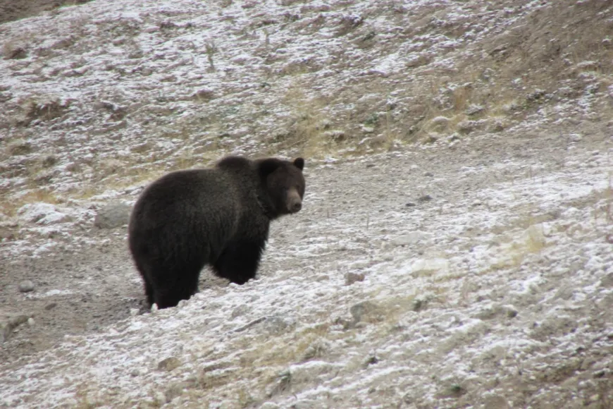 Grizzly Bear in Hayden Valley, YNP Grizzly bear, Yellowstone National Park