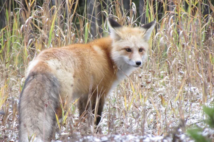 Red Fox - Yellowstone National Park Red Fox, wildlife, Yellowstone National Park