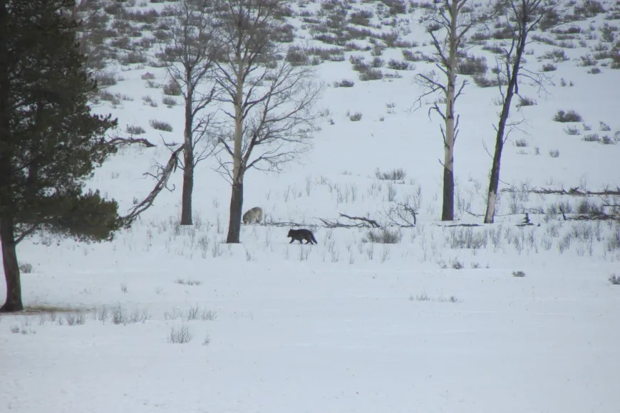 Lamar Canyon Pack - Yellowstone wolves, wildlife, Yellowstone National Park