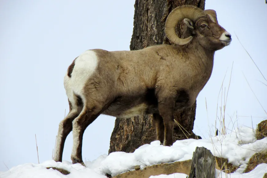 Bighorn Sheep - Yellowstone Bighorn Sheep - Yellowstone National Park
