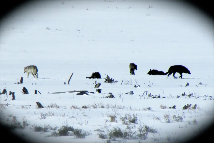 Wolves in Yellowstone wolves, Yellowstone, wildlife, Lamar Valley