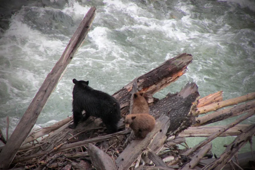 Black bear cubs with Mama bears, wildlife, Yellowstone, critters