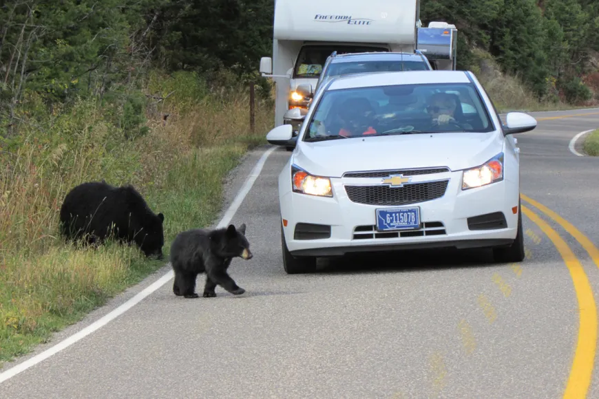 Black bear with single cub black bears, cubs, cute animals, Yellowstone, wildlife