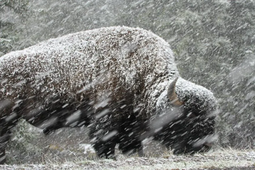 Bison in the Snow - Yellowstone Bison in the Snow - Yellowstone National Park