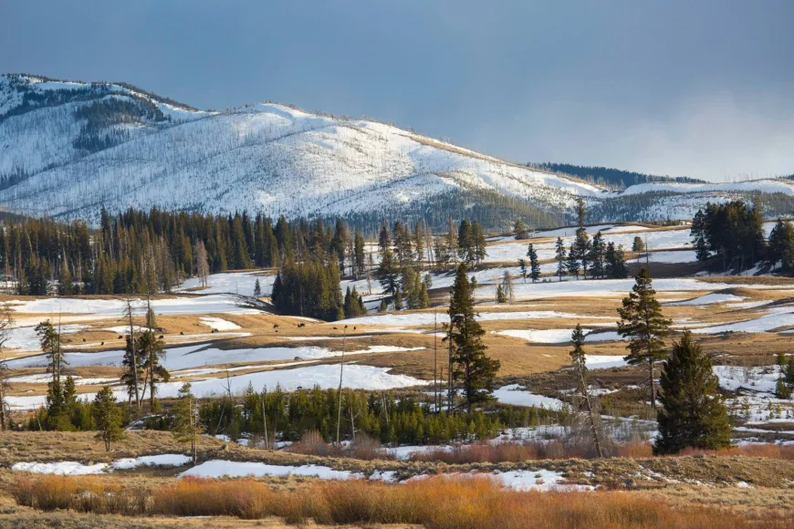 Yellowstone, wildlife, National Park