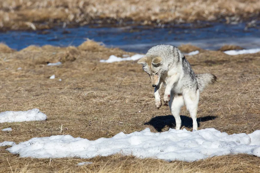coyote, wildlife, yellowstone