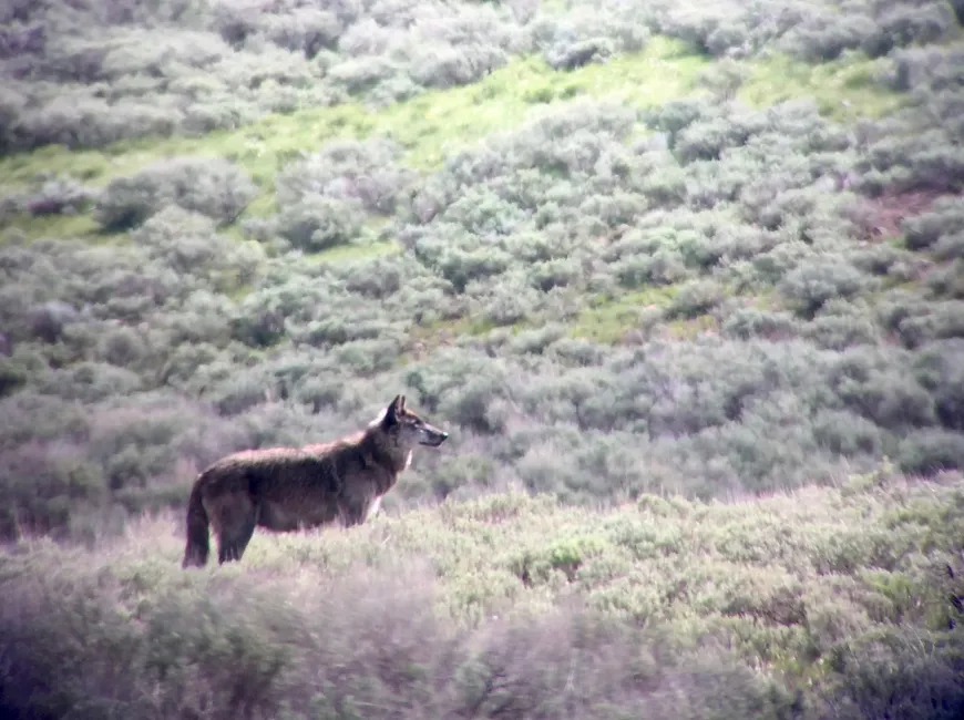 Lamar Wolf - 926F Lamar Wolf 926F