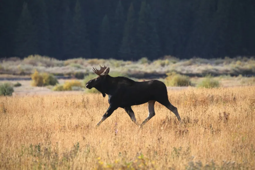 Moose in Yellowstone  Moose in Yellowstone