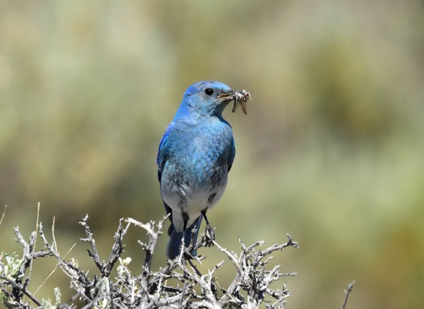 Mountain Blue Bird Mountan Blue Bird