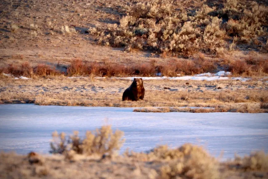 Spring grizzly bear
