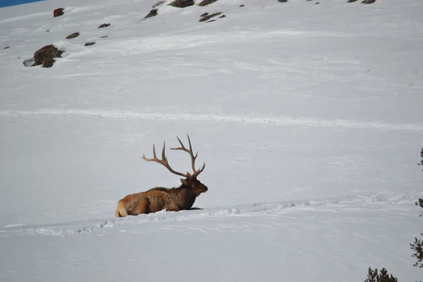 Bull Elk in Snow