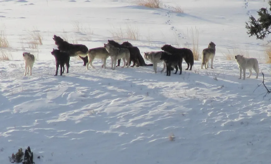 Wapiti Wolves in Yellowstone
