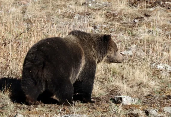 A fat grizzly bear in Lamar Valley of Yellowstone