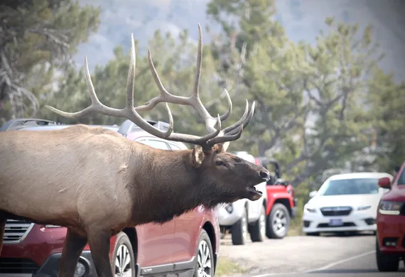 A bugling bull elk in Yellowstone