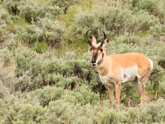 Pronghorn on the trail - Yellowstone Guidelines Pronghorn on the trail - Yellowstone Guidelines