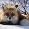 Don't Miss Yellowstone's Smaller Dogs