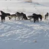 Yellowstone Winter Wolf Update for 2023