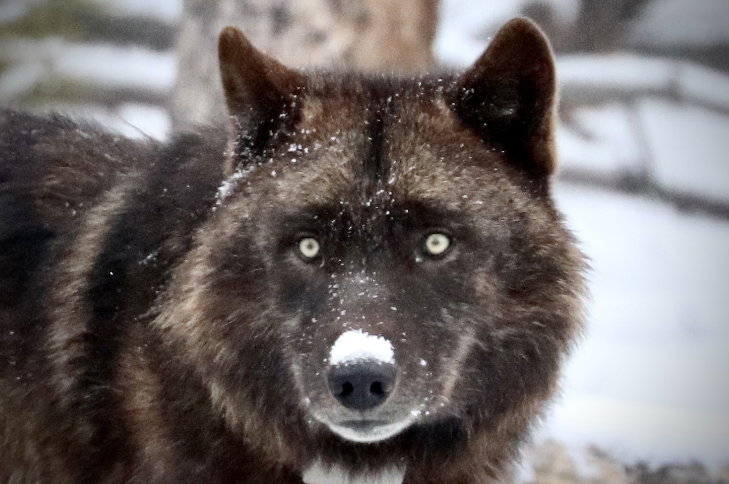 Black Wolf in Yellowstone  Black Wolf in Yellowstone